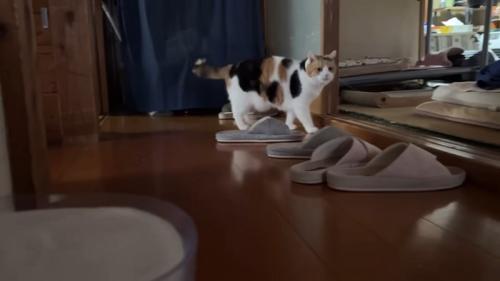 三毛猫さんとスリッパ