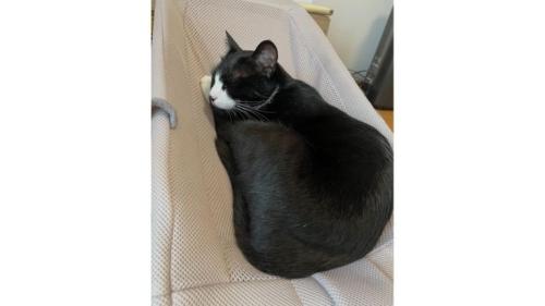 バウンサーに乗る猫
