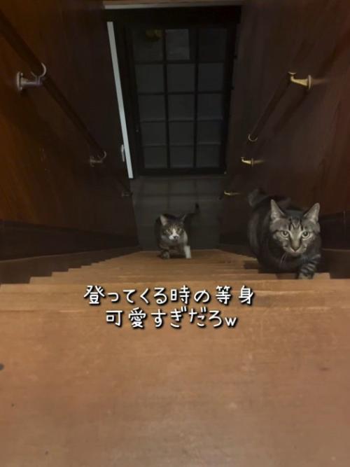 階段を上る2匹の猫