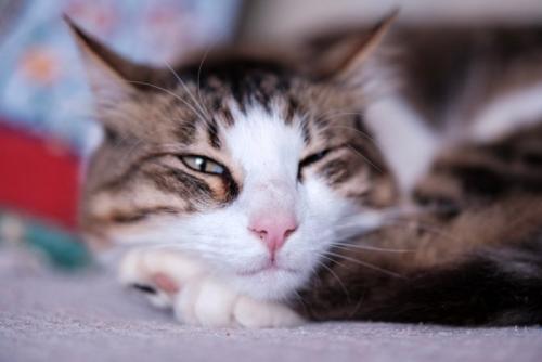 目を細める猫