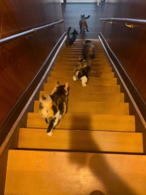 三毛猫の後ろ姿