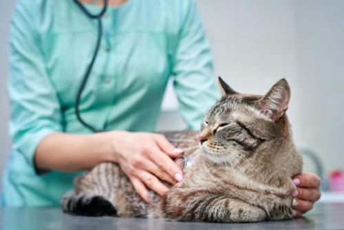 落ち着いて受診する猫