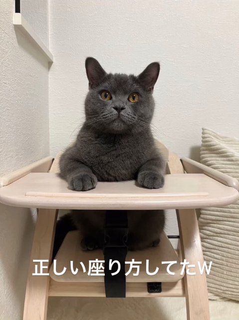 子供用の椅子に座っている猫