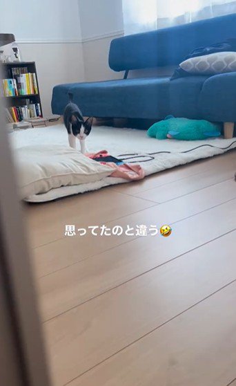 絨毯の上に立っている猫