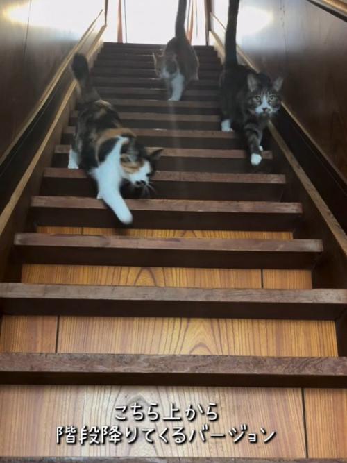 階段を降りる猫たち