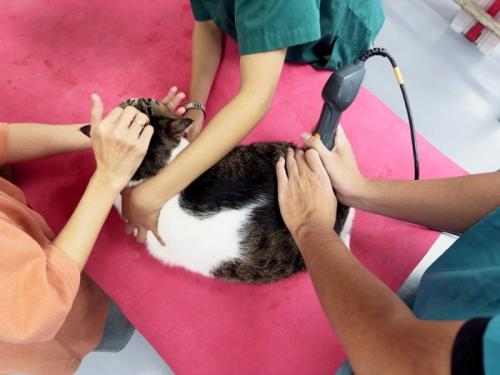 受診中の猫と飼い主