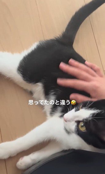 人に撫でられている猫