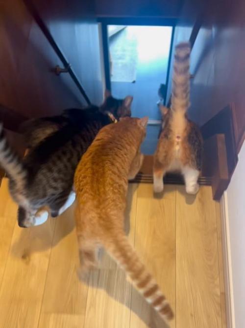 階段の手前にいる猫たち