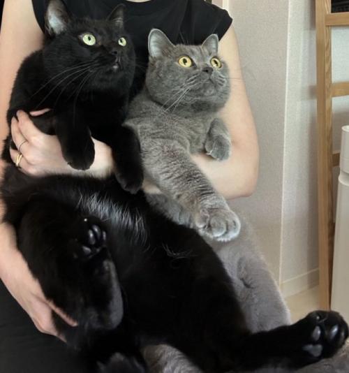 抱っこされる2匹の猫