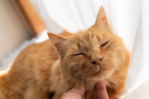 アゴを撫でられる猫