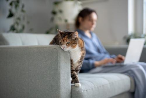 ソファーにいる猫とパソコンを使う飼い主