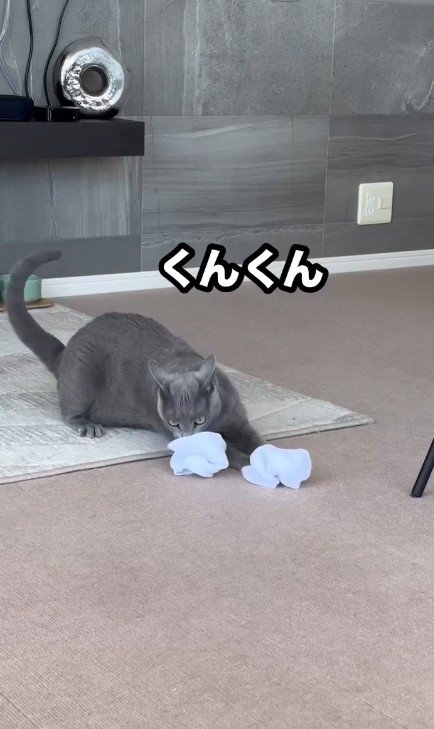 靴下のにおいを嗅ぐ猫