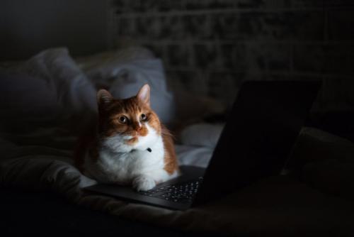 夜中にパソコンを見ている猫