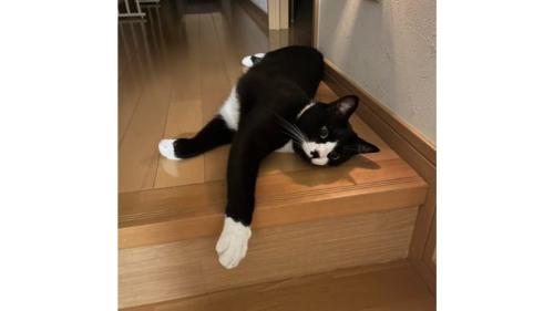 室内にいる猫
