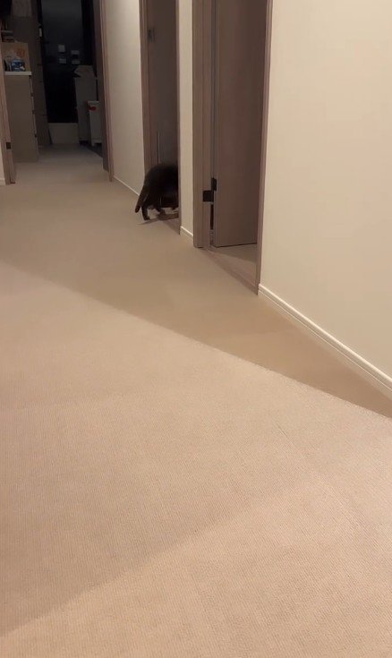 廊下を走る2匹の猫