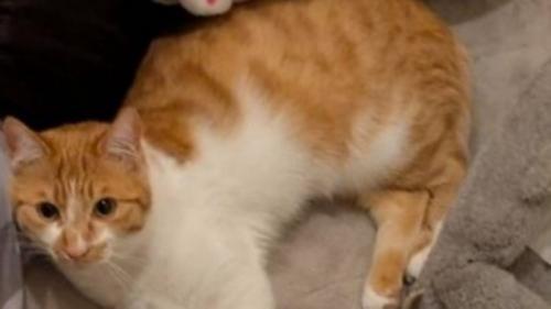 横になっている猫の体部分