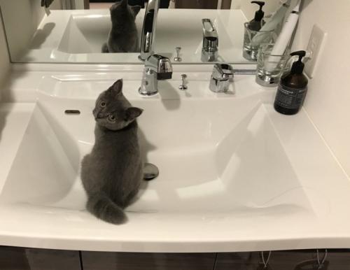 洗面台にいる子猫