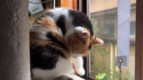 脇腹を毛づくろいする三毛猫さん
