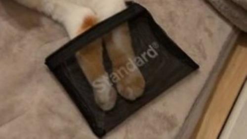 メッシュポーチに入った猫の手