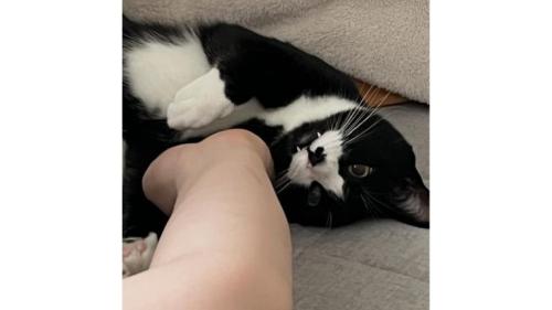 室内にいる猫