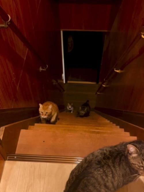 階段を上る3匹の猫