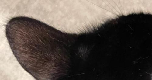 猫の後頭部