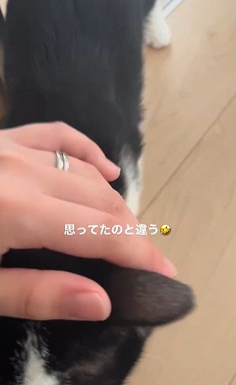 人に撫でられている猫