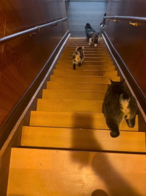 階段を降りるキジトラ猫の後ろ姿
