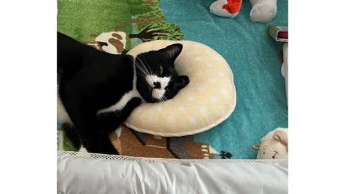ベビーベッドで寝ている猫