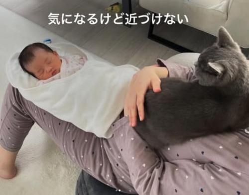 飼い主に抱っこされながら新生児を見つめている猫