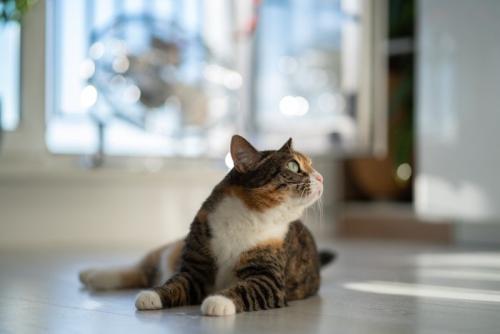 室内にいる猫