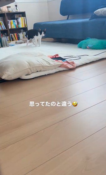 絨毯の上に立っている猫