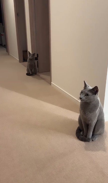 廊下に座っている2匹の猫