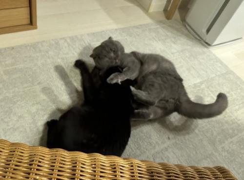 取っ組み合いをする2匹の猫