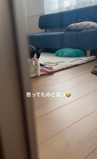 絨毯の上に立っている猫