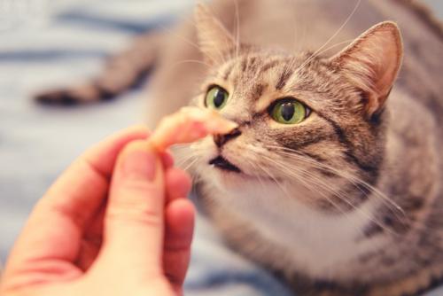 おやつのにおいを嗅ぐ猫