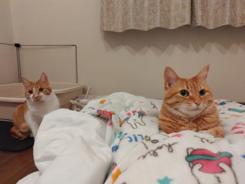 布団の上で香箱座りする猫とそばにすわる猫