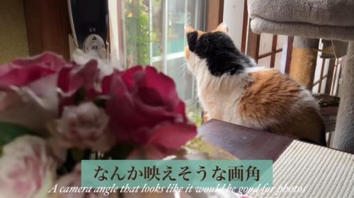 テロップ「なんか映えそうな～」
