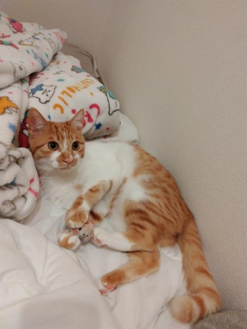 ボールを握る猫