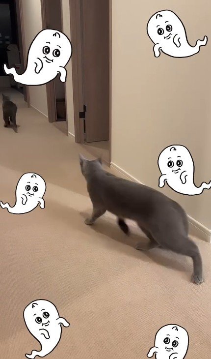 廊下を走る2匹の猫