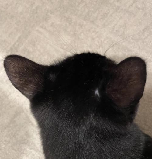 猫の後頭部