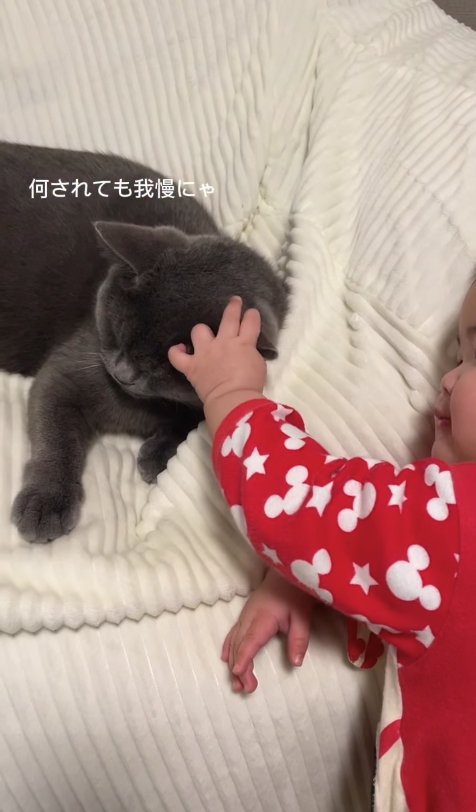 子供に耳を触られている猫