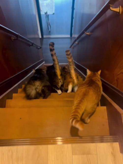 階段を降りる猫の後ろ姿