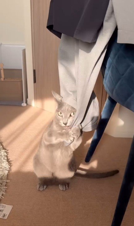 洋服のにおいを嗅ぐ猫