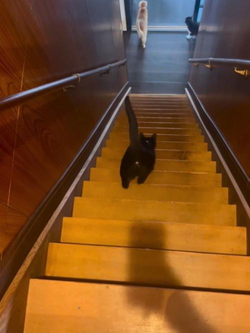 階段を降りる黒猫の後ろ姿