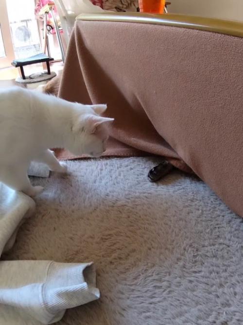 こたつの下の方を見る猫