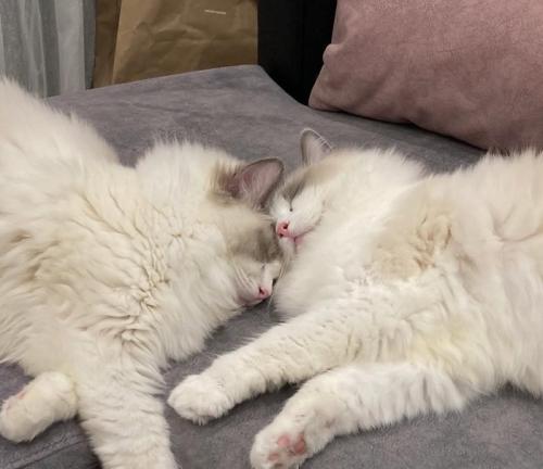 寝ている2匹の猫