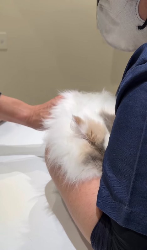 獣医師に右手で触られている顔を隠している猫（看護師横顔）