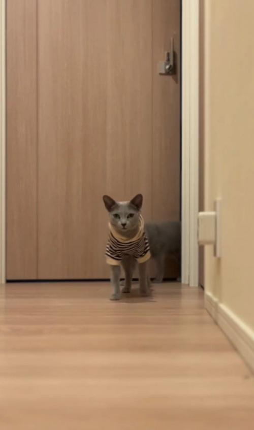 手前の猫に続いて2匹目が後ろから出てくる