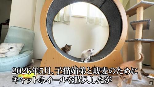 テロップ「2026年5月～」